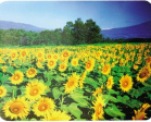 ������ ��� ���� Buro BU-M20036 ����������