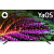 ��������� QLED BBK 55" 55LED-8260/UTS2C (B) Frameless ������/������ 4K Ultra HD 60Hz DVB-T2 DVB-C DVB-S2 USB WiFi Smart TV