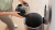 ������� Bosch BGS21POW2 2000�� ������/�������